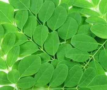 أعشاب المورينجا