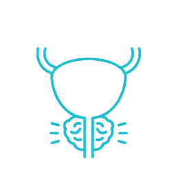 البروستاتا